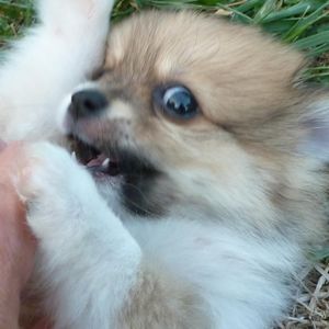 Meet your Posher, Karen